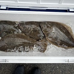 2月8日（日）一日便・泳がせ釣りの写真その7