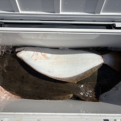 2月9日（月）午前便・泳がせ釣りの写真その4