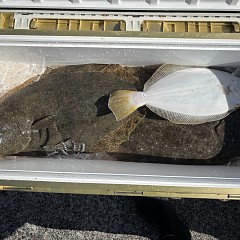 2月9日（月）午前便・泳がせ釣りの写真その5