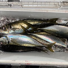 2月9日（月）午後便・アジ釣りの写真その4