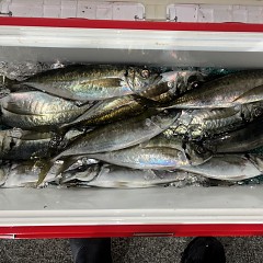 2月9日（月）午後便・アジ釣りの写真その6