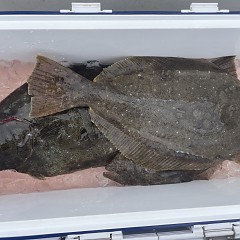 2月 10日（火） 一日便・泳がせ釣りの写真その2