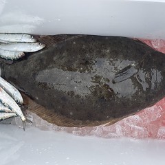 2月 10日（火） 一日便・泳がせ釣りの写真その3