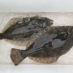 2月 10日（火） 一日便・泳がせ釣りの写真その4