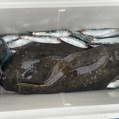 2月 10日（火） 一日便・泳がせ釣りの写真その6