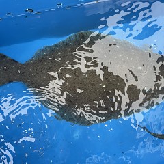 2月 10日（火） 一日便・泳がせ釣りの写真その8