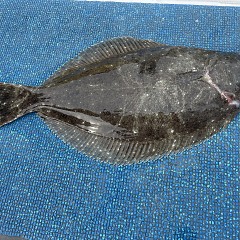 2月 10日（火） 一日便・泳がせ釣りの写真その9