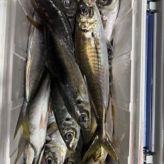 2月10日（火）午後便・アジ釣りの写真その7