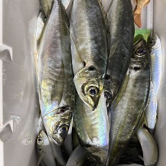 2月10日（火）午後便・アジ釣りの写真その9