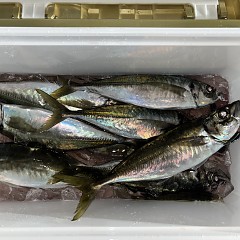 2月13日（金）午前便・泳がせ釣り・午後便・アジ釣りの写真その9