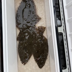 2月15日（日）一日便・泳がせ釣りの写真その11