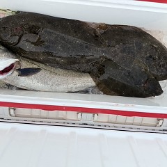 2月 16日(月)一日便・泳がせ釣りの写真その10