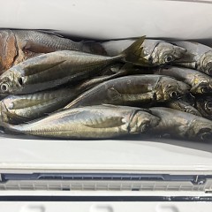 2月17日（火）午後便・アジ釣りの写真その5