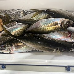 2月17日（火）午後便・アジ釣りの写真その7