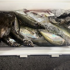 2月17日（火）午後便・アジ釣りの写真その8