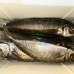 2月17日（火）午後便・アジ釣りの写真その9