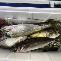 2月18日（水）午後便・アジ釣りの写真その11