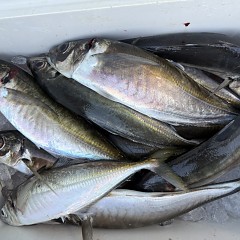 2月18日（水）午後便・アジ釣りの写真その12