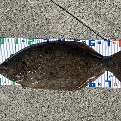 2月19日（木）午前便・泳がせ釣りの写真その3