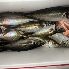 2月 24日(火)午後便・アジ釣りあの写真その6