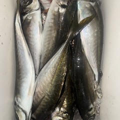 2月 24日(火)午後便・アジ釣りあの写真その7