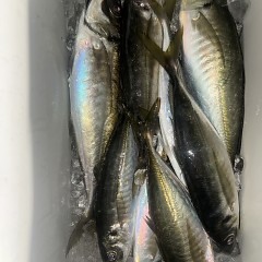 2月 24日(火)午後便・アジ釣りあの写真その8