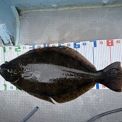 2月 26日(木)一日便・泳がせ釣りの写真その4