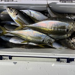 2月 27日(金)午後便・アジ釣りの写真その6