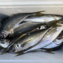 2月 27日(金)午後便・アジ釣りの写真その7