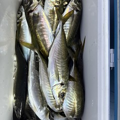 2月 27日(金)午後便・アジ釣りの写真その8