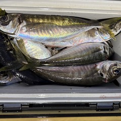 2月 27日(金)午後便・アジ釣りの写真その9