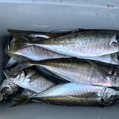 2月 27日(金)午後便・アジ釣りの写真その10