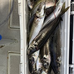 2月 27日(金)午後便・アジ釣りの写真その11