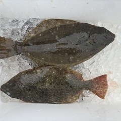 2月27日(金)一日便・泳がせ釣りの写真その6