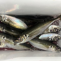 3月1日(日)午後便・アジ釣りの写真その9