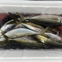 3月1日(日)午後便・アジ釣りの写真その10