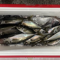 3月1日(日)午後便・アジ釣りの写真その11