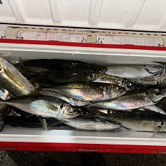 3月2日(月)午後便・アジ釣りの写真その7