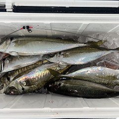 3月2日(月)午後便・アジ釣りの写真その8