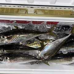 3月2日(月)午後便・アジ釣りの写真その9