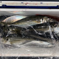 3月2日(月)午後便・アジ釣りの写真その10