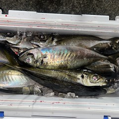 3月2日(月)午後便・アジ釣りの写真その11