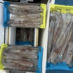 3月 6日(金)一日便・ヤリイカ釣りの写真その8