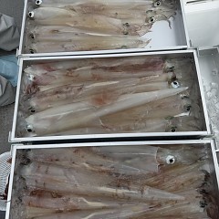 3月 6日(金)一日便・ヤリイカ釣りの写真その9