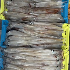 3月 6日(金)一日便・ヤリイカ釣りの写真その10