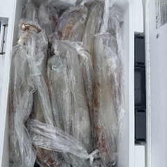 3月 6日(金)一日便・ヤリイカ釣りの写真その12