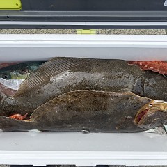 3月6日(金)午前便・泳がせ釣りの写真その5