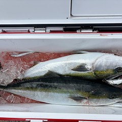 3月6日(金)午前便・泳がせ釣りの写真その7