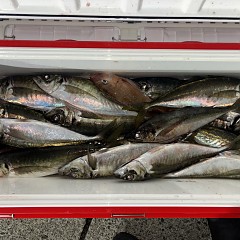 3月6日（金）午後便・アジ釣りの写真その7