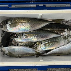 3月6日（金）午後便・アジ釣りの写真その8